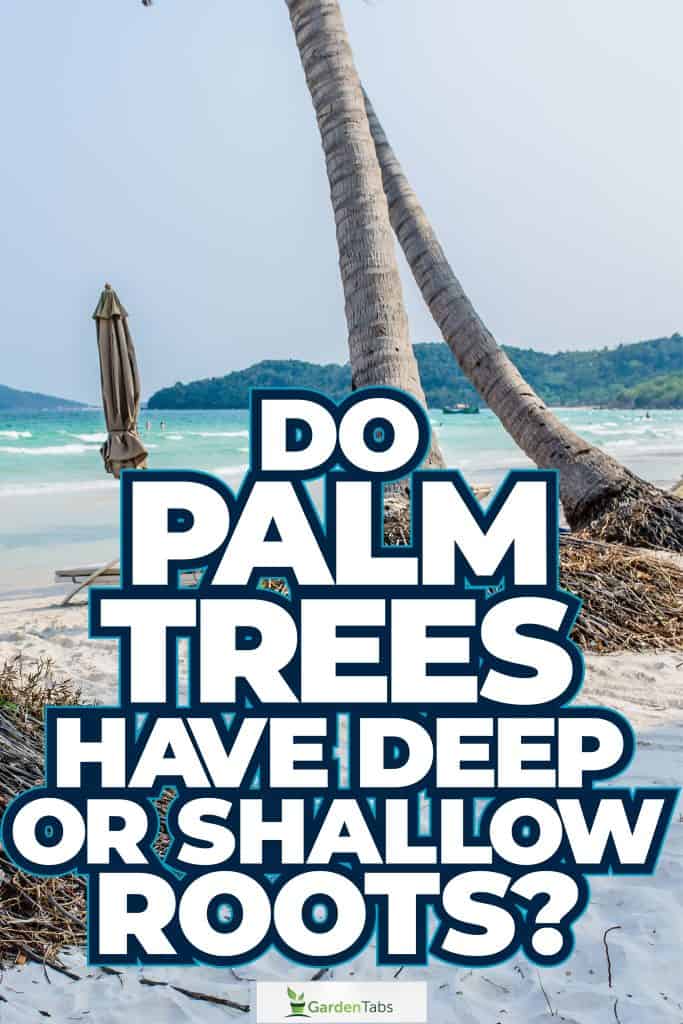 Do Palm Trees Have Deep Or Shallow Roots-06