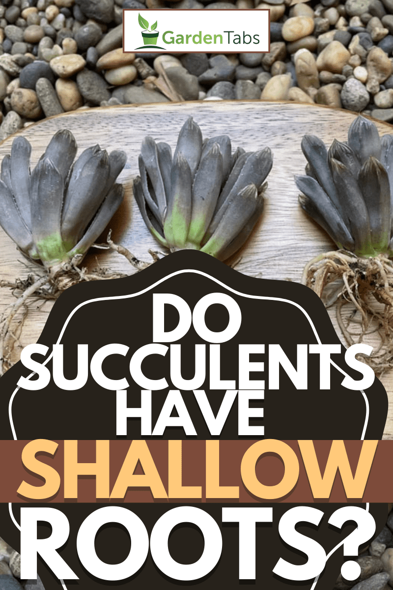 Do Succulents Have Shallow Roots?