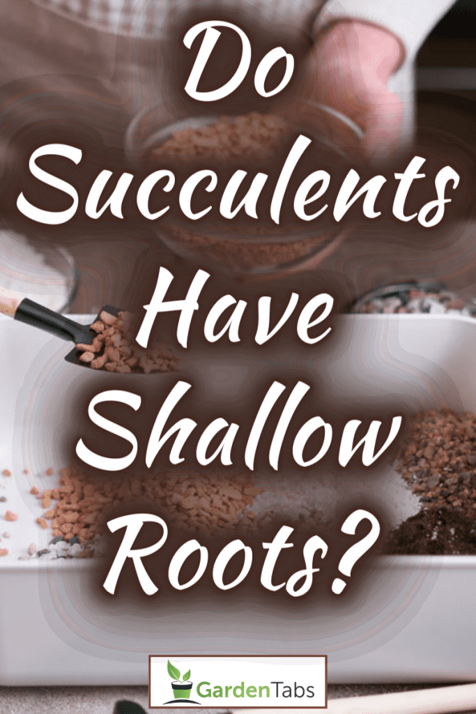 Do Succulents Have Shallow Roots