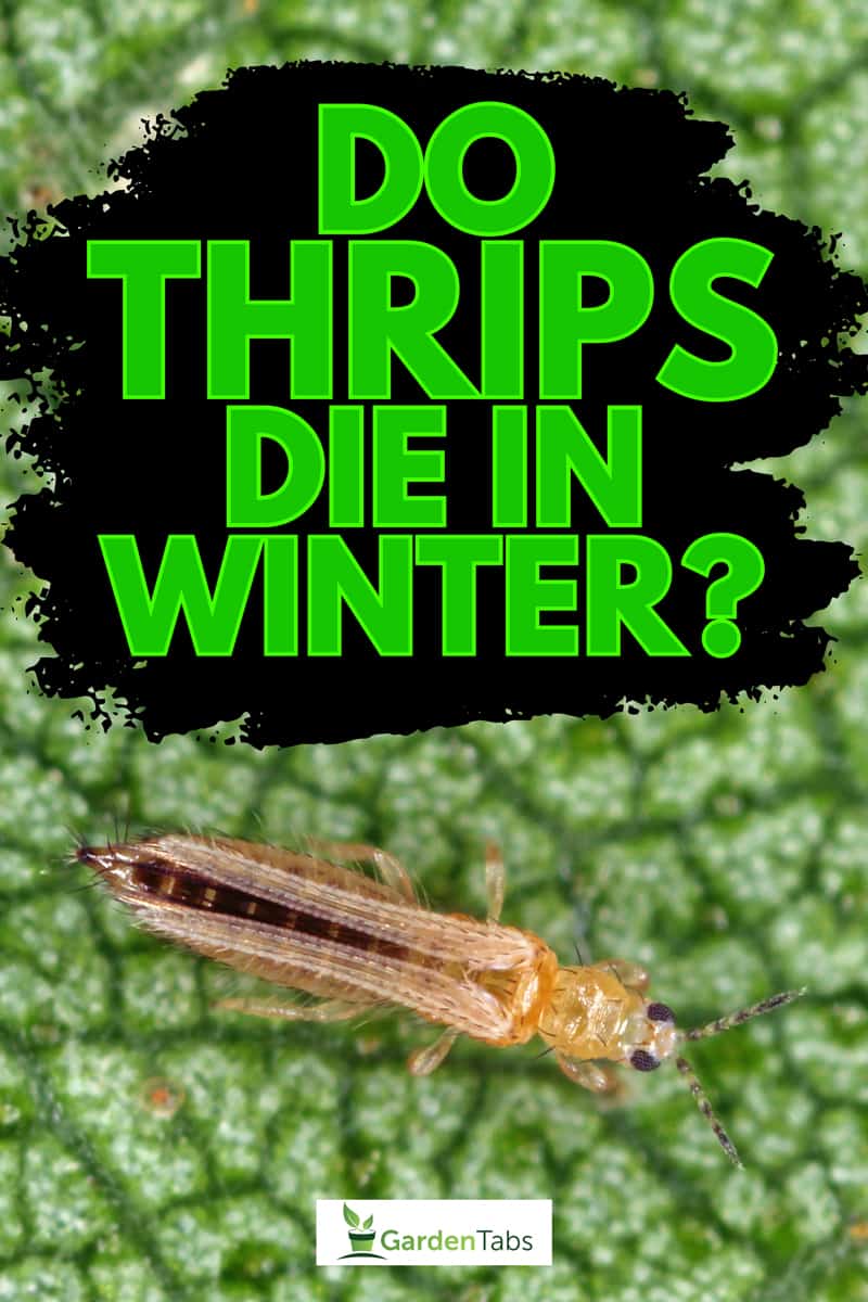 The cotton seedling thrips, Do Thrips Die In Winter?