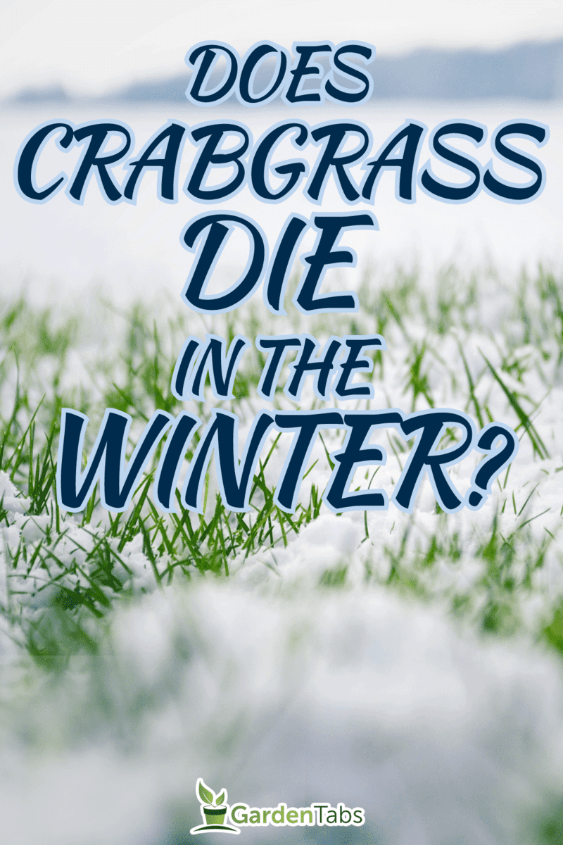 A crabgrass in winter,Does Crabgrass Die In The Winter?