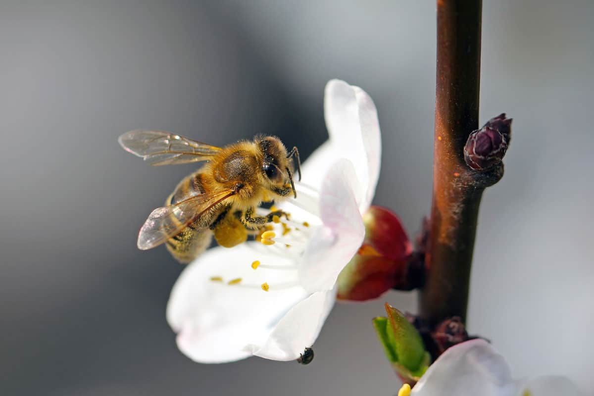 European bee, Apis mellifera. Flying honeybee pollinating apricot tree in spring blooming garden. honey bee gathering nectar pollen honey in apricot tree flowers.