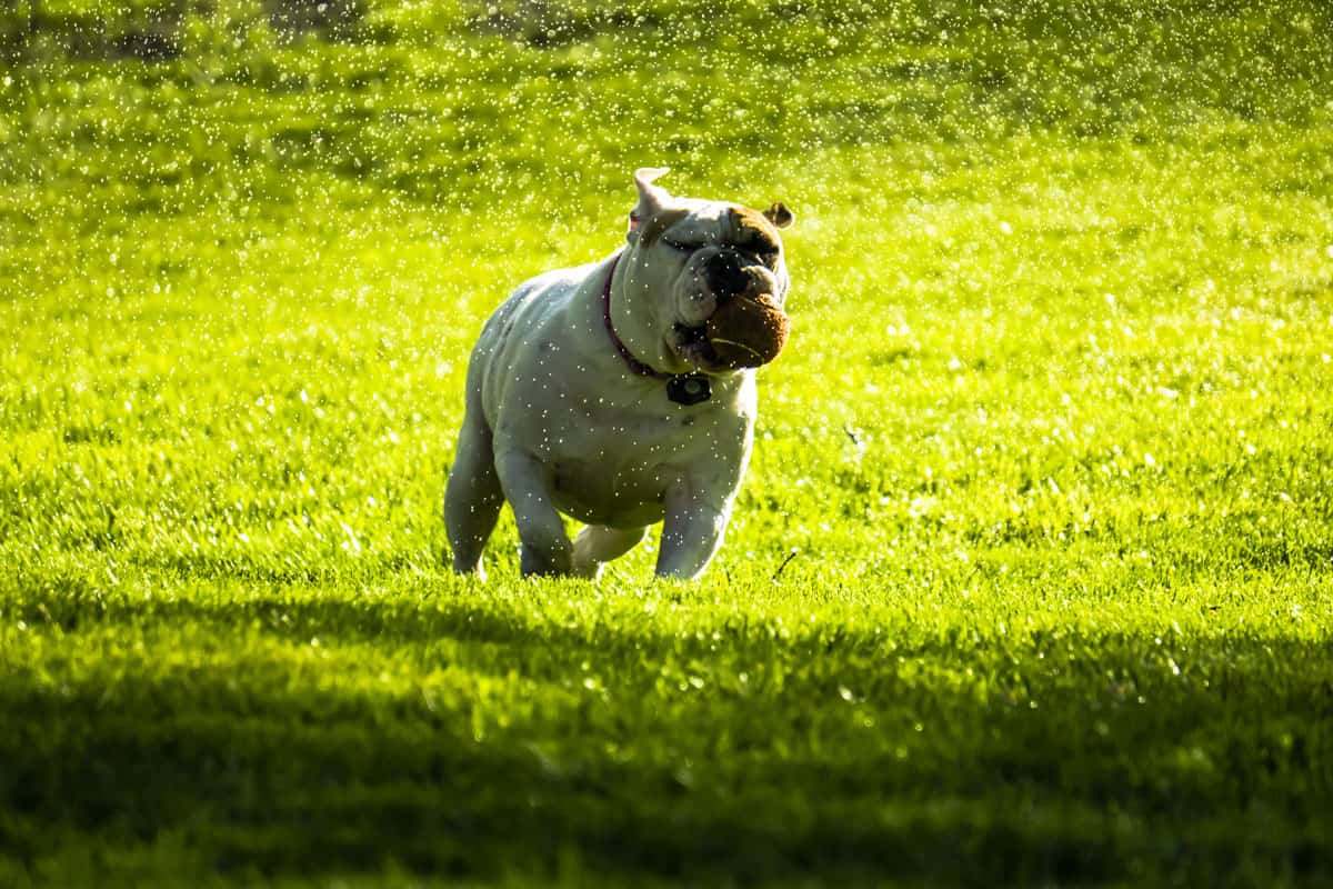 English Bulldog runs on lawn with tennis ball on sunny day while surrounded by water droplets. 