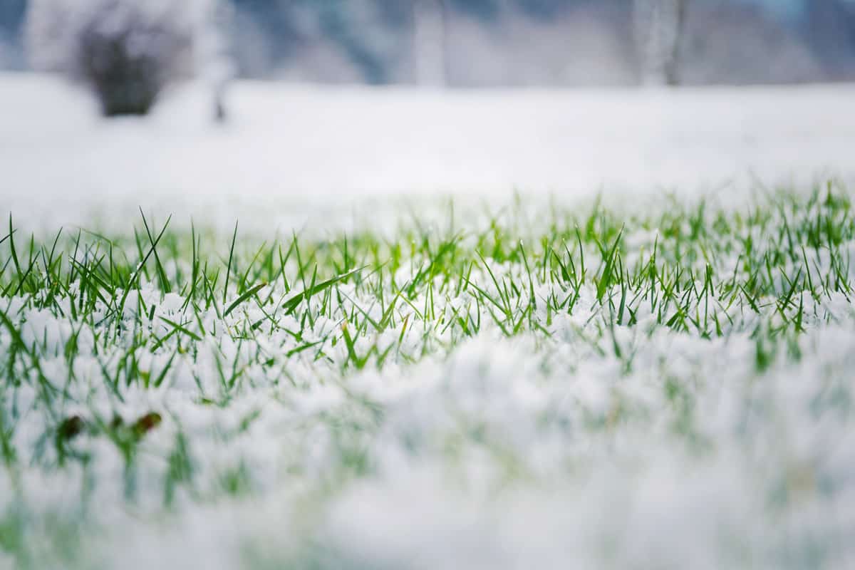 Filtered moody green grass growing through snow on golf course in winter with bush