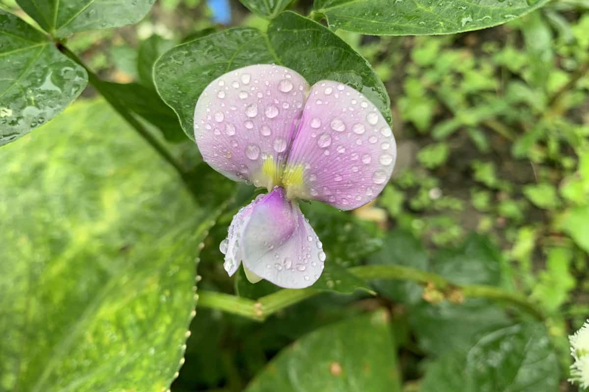 Flowering Cowpea photographed in broad daylight at the garden