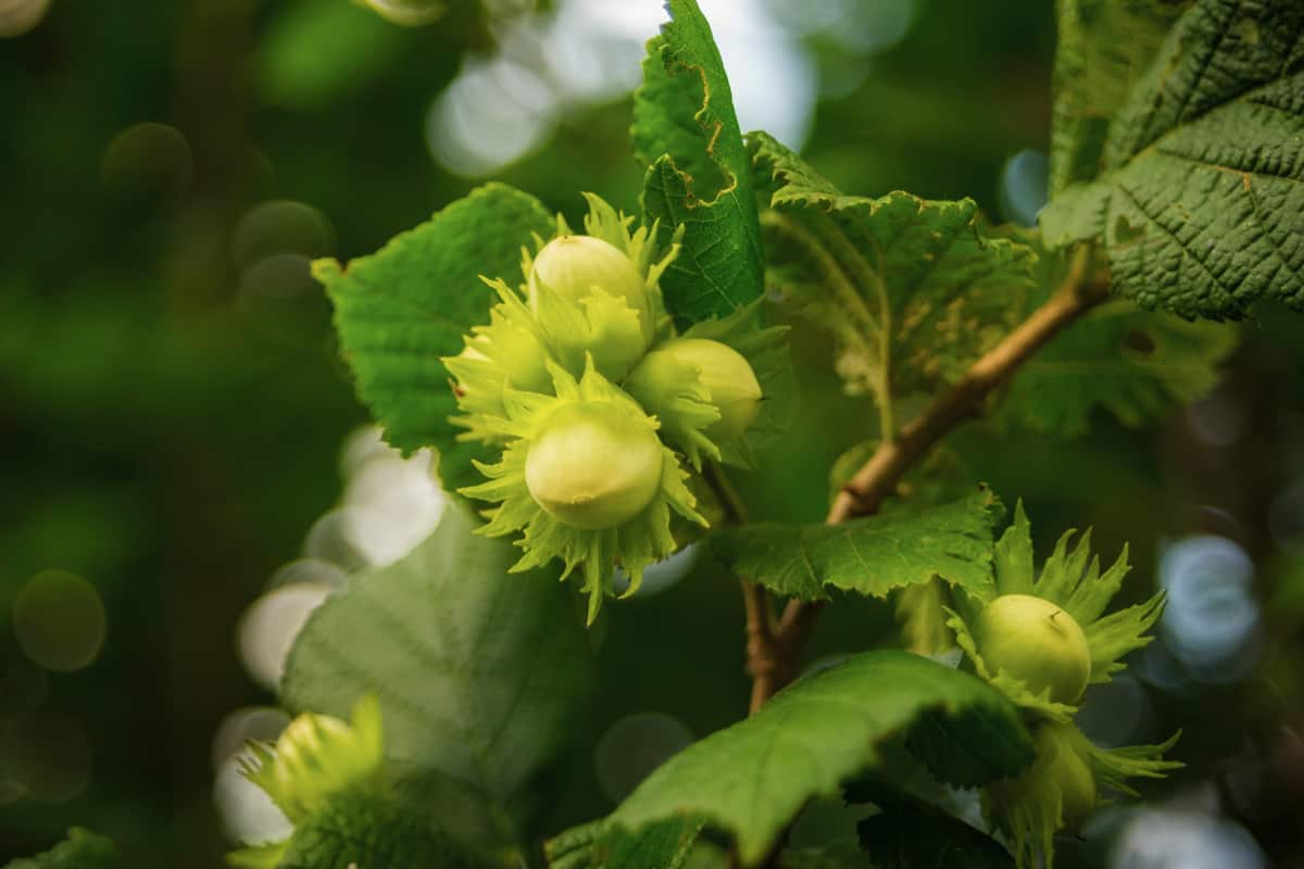Flowering hazelnuts photographed up close