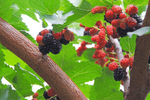 Fresh mulberry, black ripe and red unripe mulberries on the branch of tree, 4 Types Of Mulberry Trees That Grow In Texas