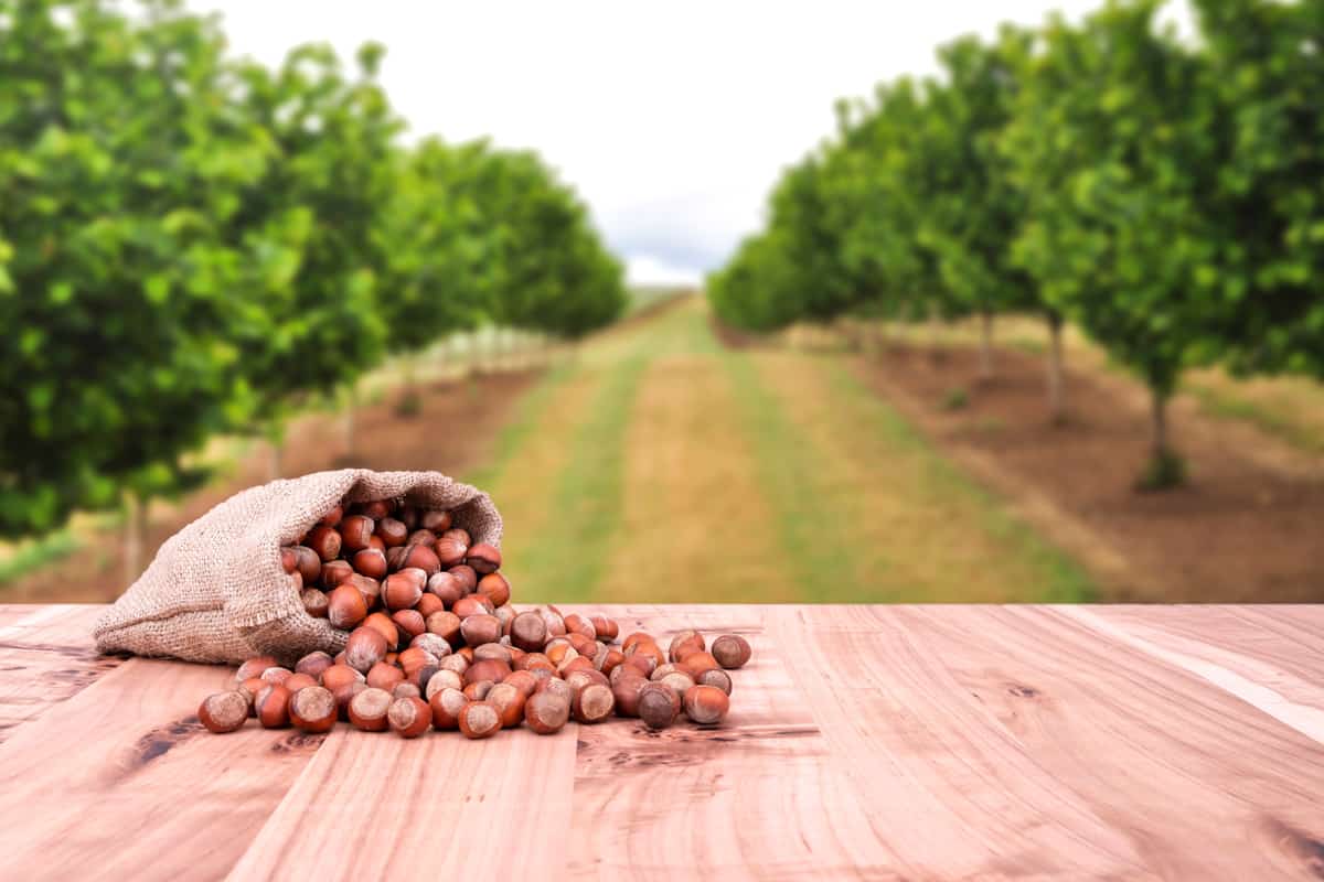 Freshly harvested hazelnuts photographed from a farm plantation