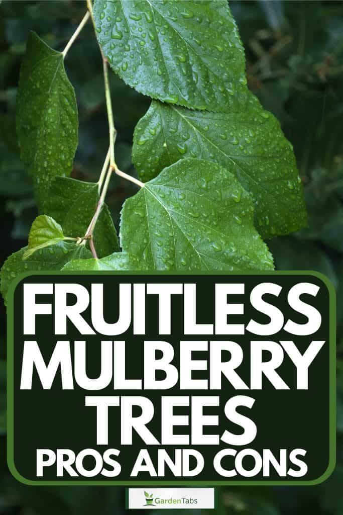 Fruitless Mulberry Trees Pros And Cons