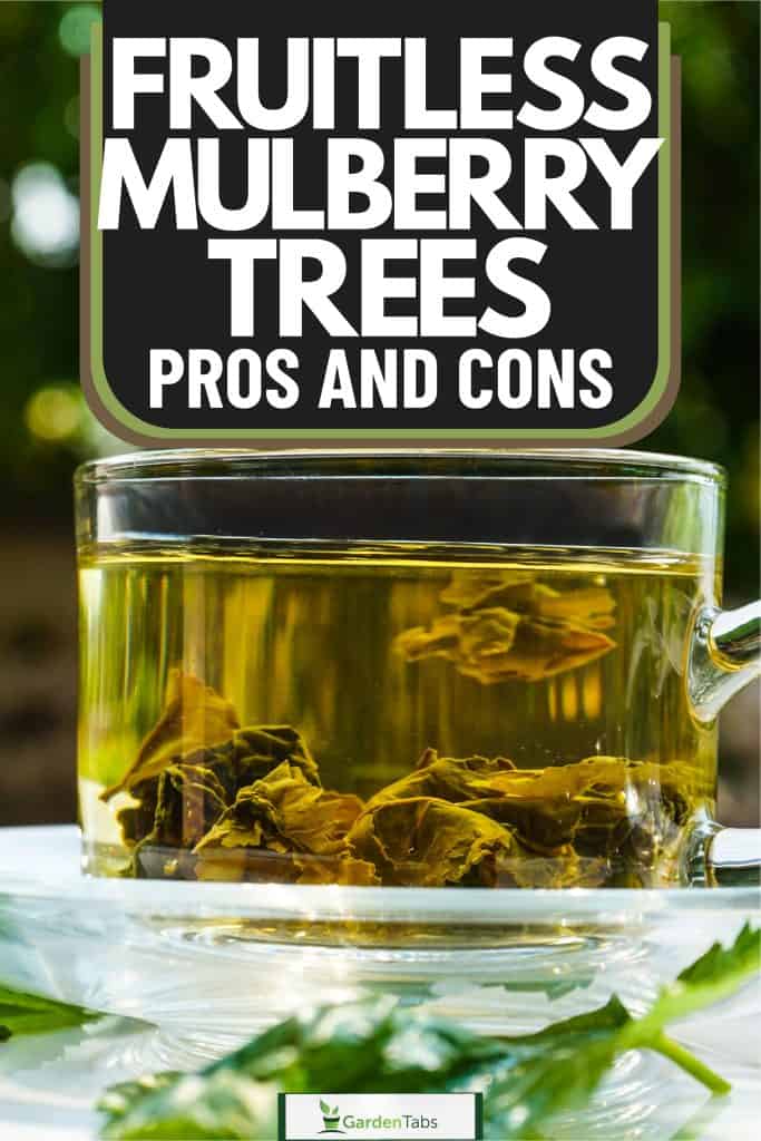Fruitless Mulberry Trees Pros And Cons