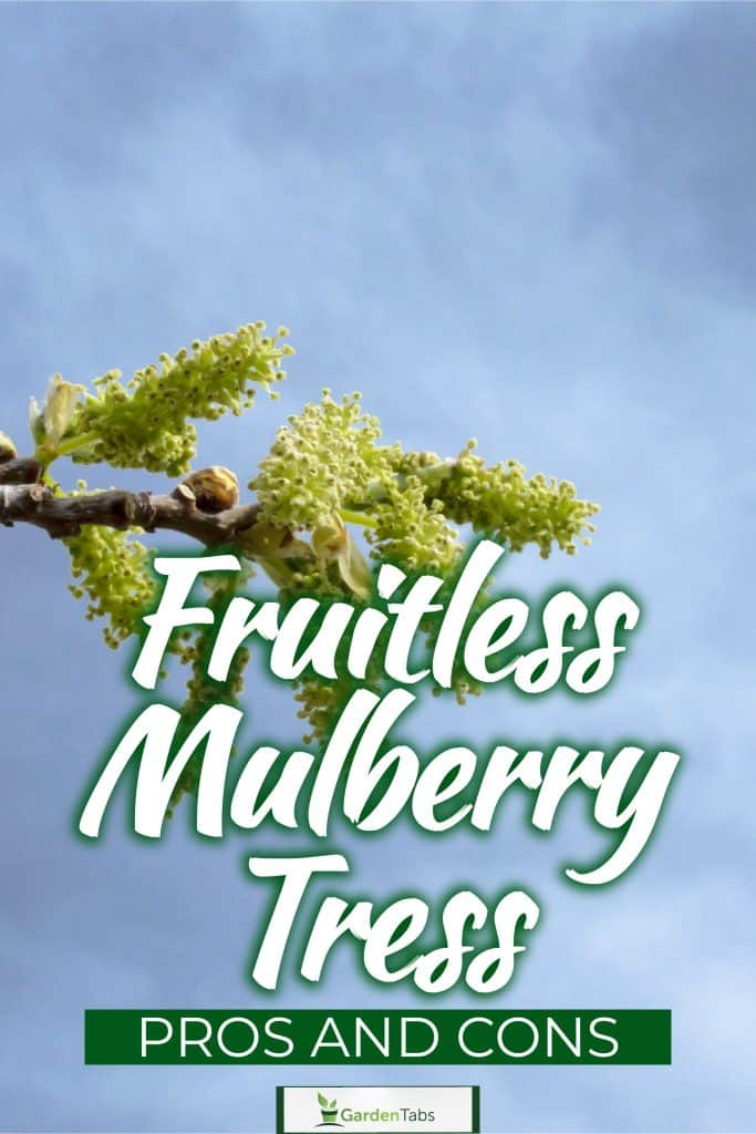 Fruitless Mulberry Trees Pros And ConsFruitless Mulberry Trees Pros And Cons