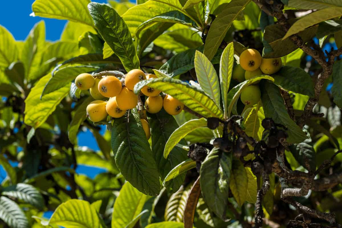 Fruits of loquat on a branch with leaves