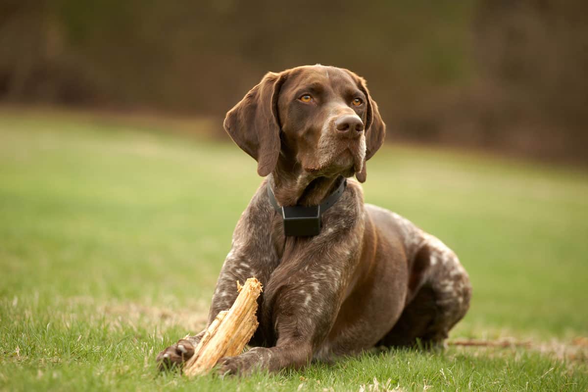 German shorthaired pointer dog sitting in field 