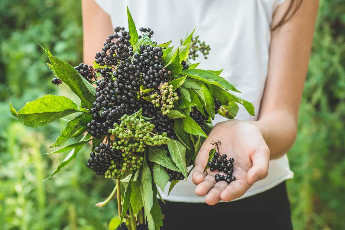 Girl holds in hands clusters fruit black elderberry in garden (Sambucus nigra). 
