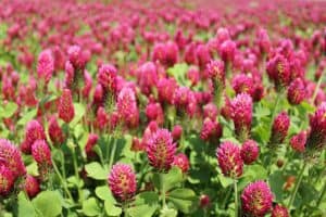 Gorgeous crimson clovers blooming in a field, Seven Best Nitrogen-Fixing Cover Crops