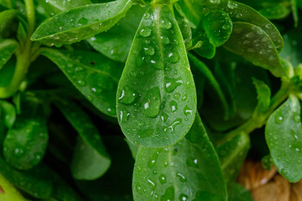 Green leaves with water drops in mimic form of Boquila trifoliolata