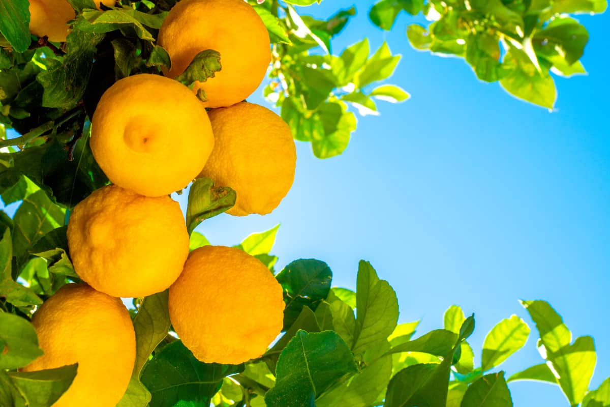 Growing on the tree ripe yellow lemons.