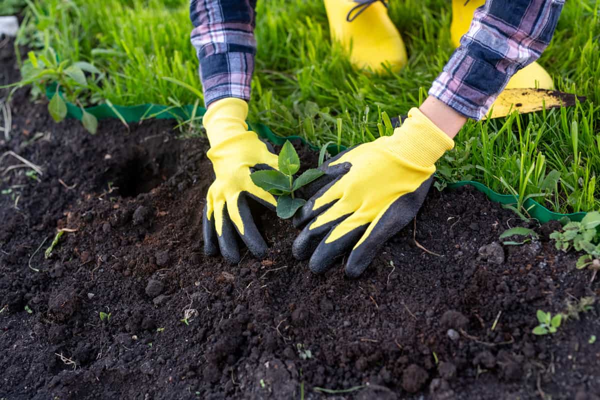 Hand of woman gardener in gloves holds seedling of small apple tree in her hands preparing to plant it in the ground.