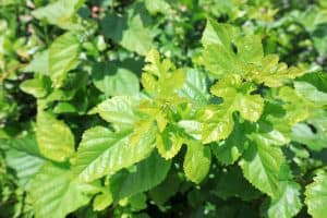 Healthy Mulberry tree leaf, Fruitless Mulberry Trees: Pros And Cons