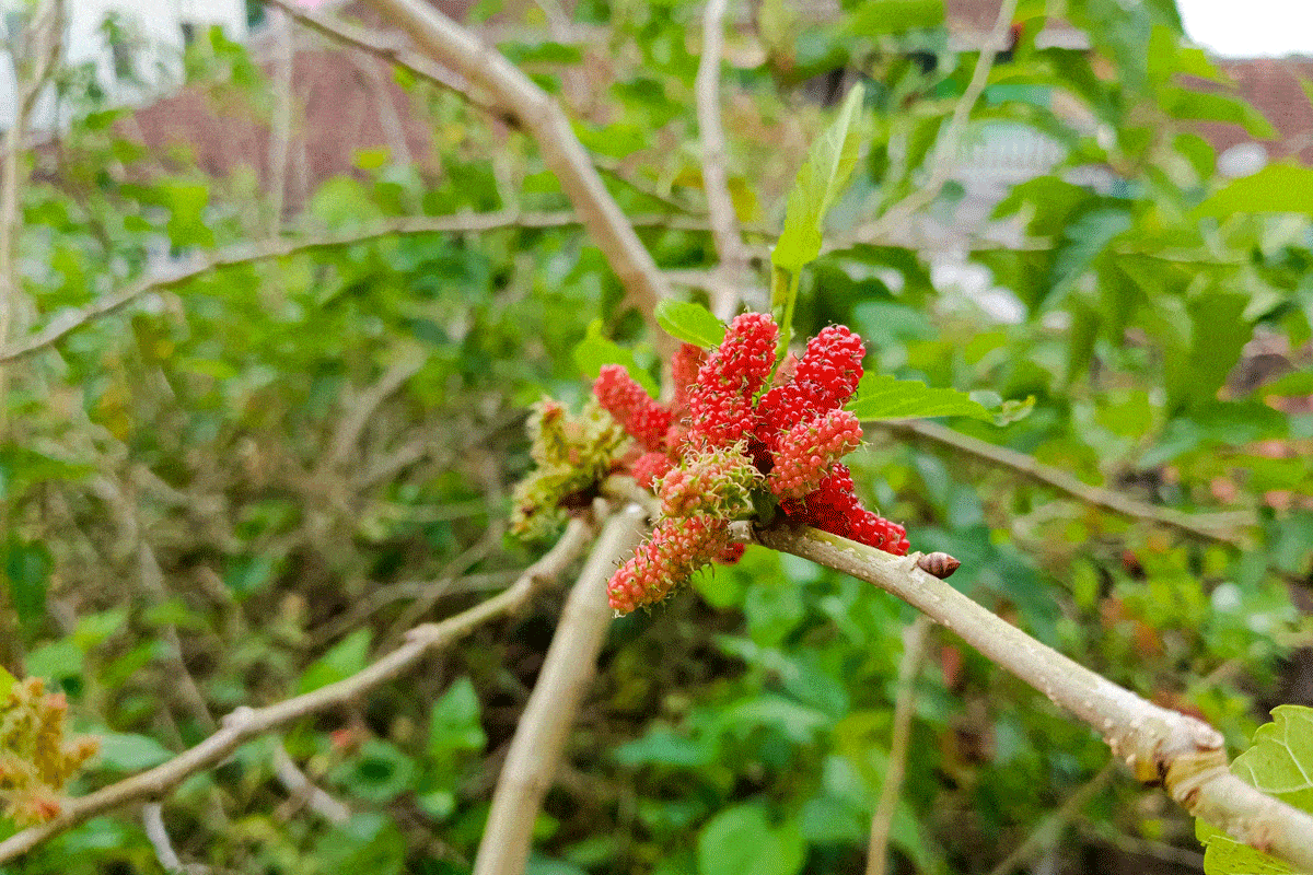 Homegrown Morus or Mulberries Unripe Mulberries will have red coloration