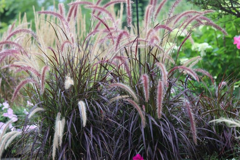 Horizontal banner of Mesmerizing Purple fountain ornamental grasses waving in the hot summer afternoon sun, Chicago suburb, Zone 5, Winter Care For Fountain Grass [How-To Guide]
