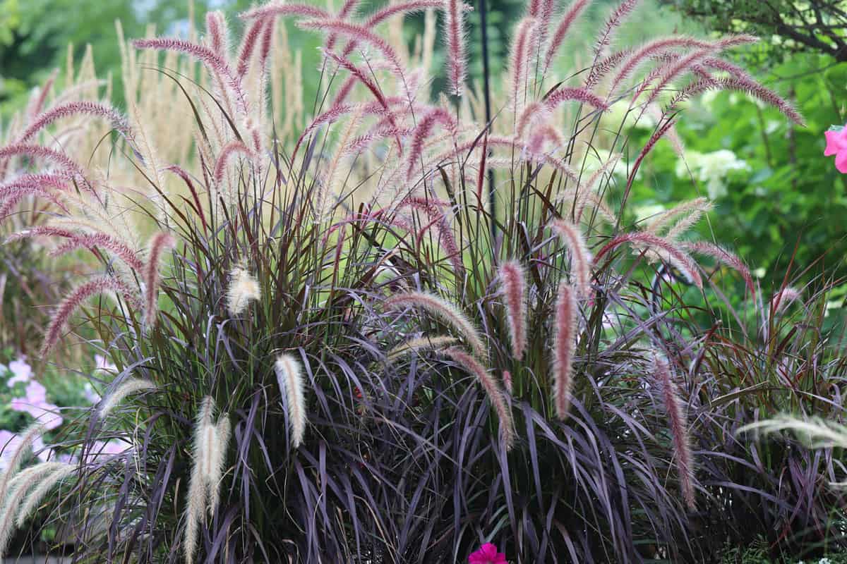 Horizontal banner of Mesmerizing Purple fountain ornamental grasses waving in the hot summer afternoon sun, Chicago suburb, Zone 5 