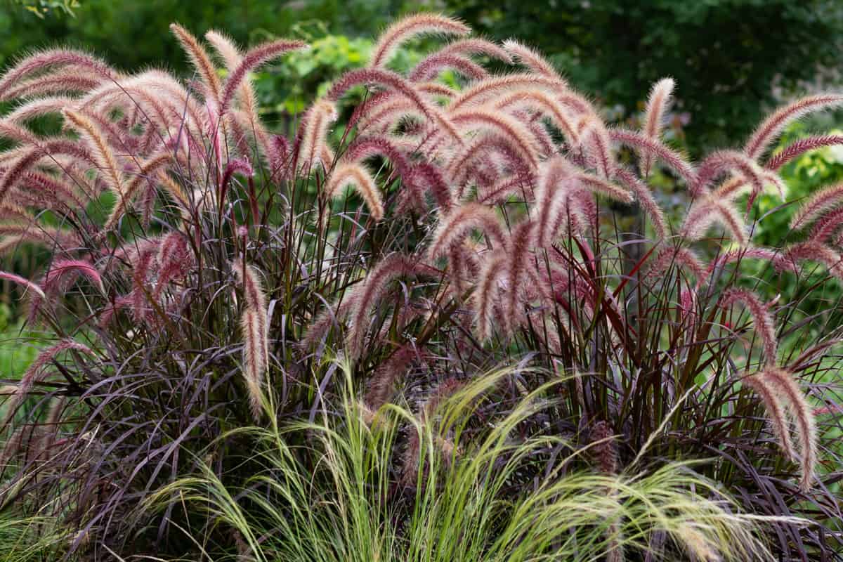 Horizontal banner of shimmery purple ornamental grasses as focal point with pink mandevilla and a blue garden bench in the background. 