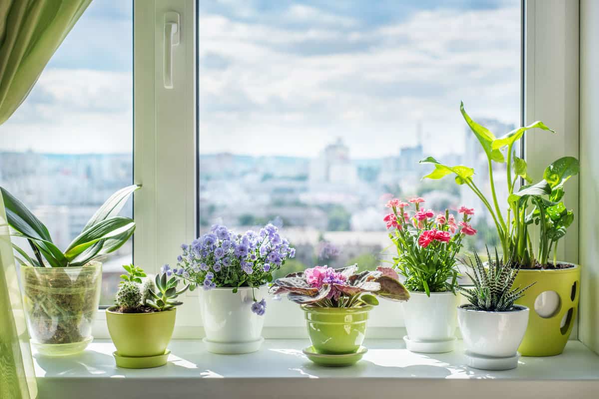 House plants on window. Orchid, cactus, blue flower, violet, carnation, succulent, cala 