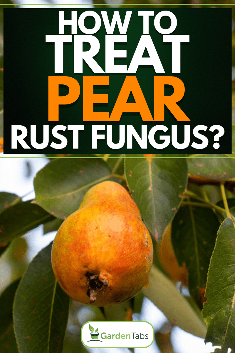 How Do You Treat Pear Rust Fungus?