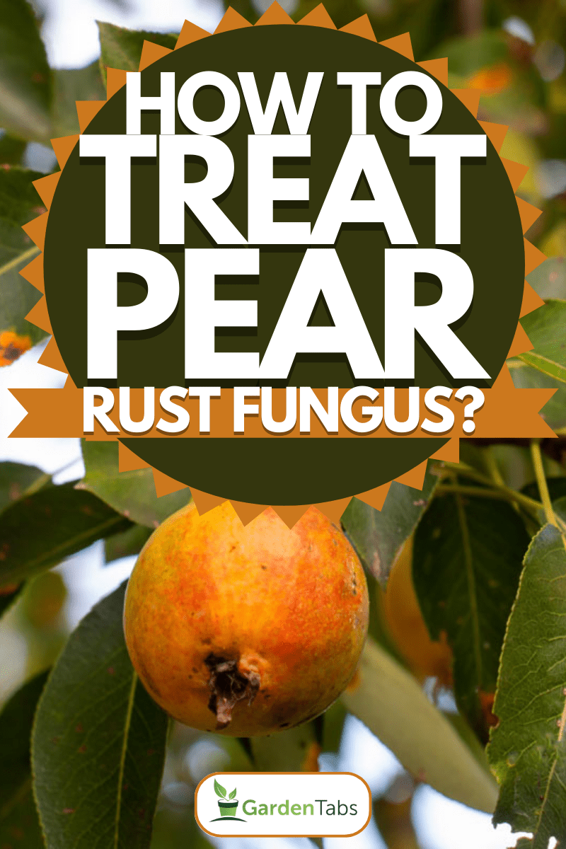 How Do You Treat Pear Rust Fungus?