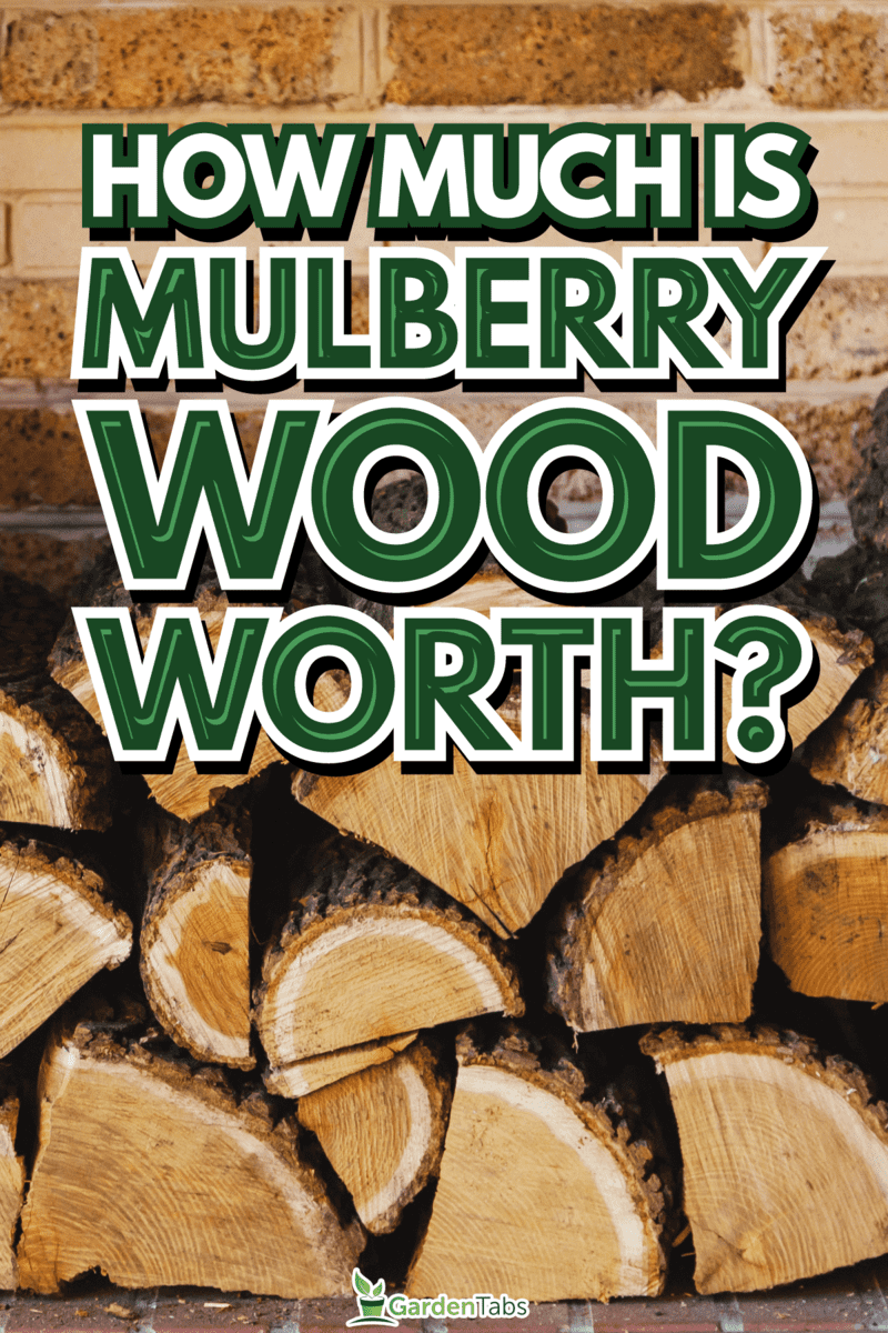How-Much-Is-Mulberry-Wood-Worth1