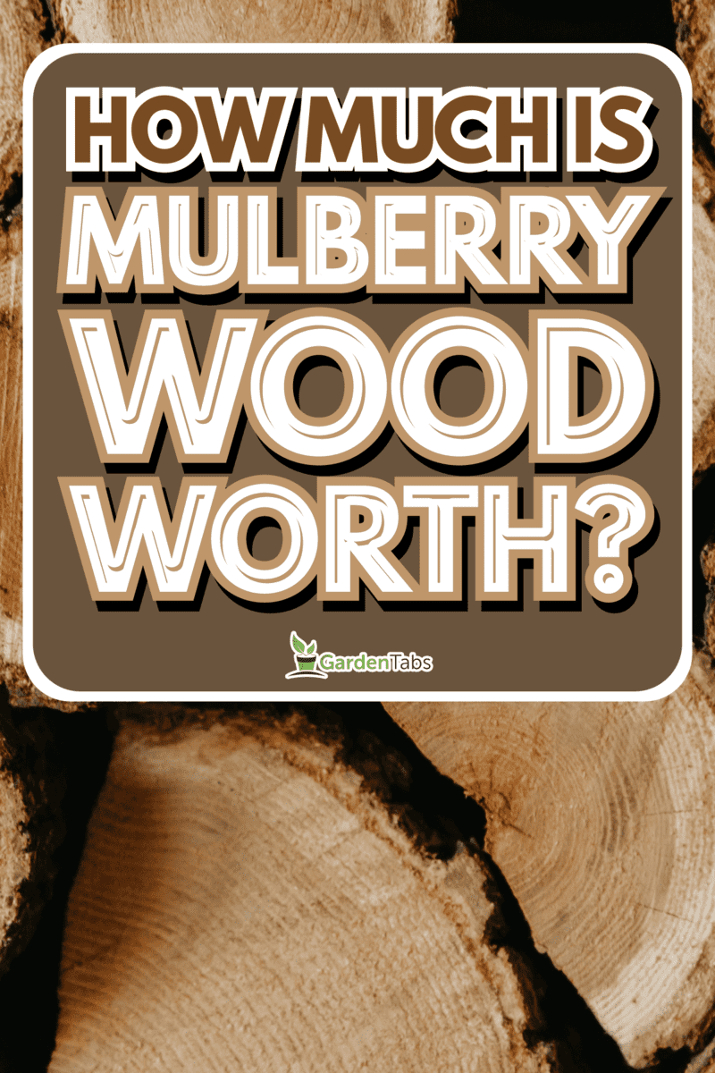 How-Much-Is-Mulberry-Wood-Worth3