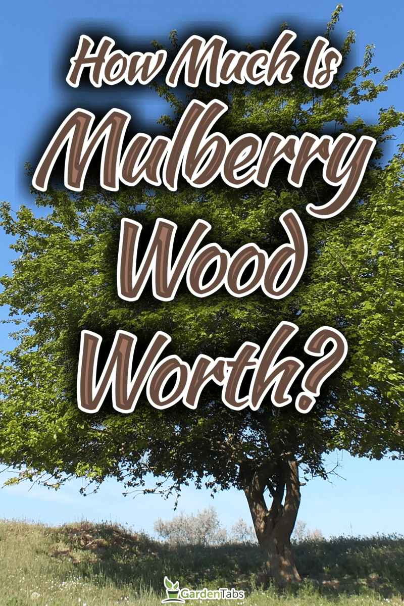 How-Much-Is-Mulberry-Wood-Worth4