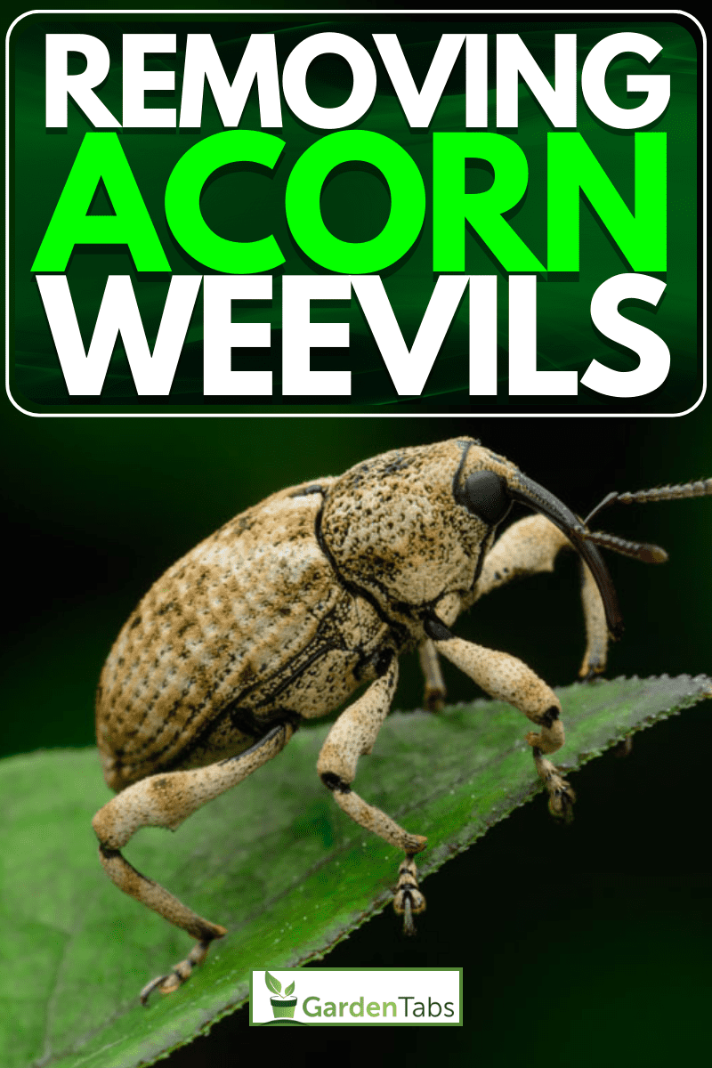 How To Get Rid Of Acorn Weevils