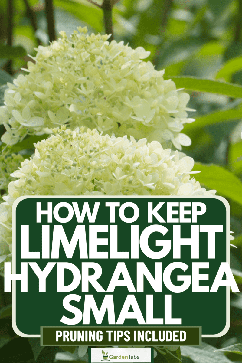 Up close photo of a beautiful Limelight Hydrangeas, How To Keep Limelight Hydrangea Small [Pruning Tips Included]