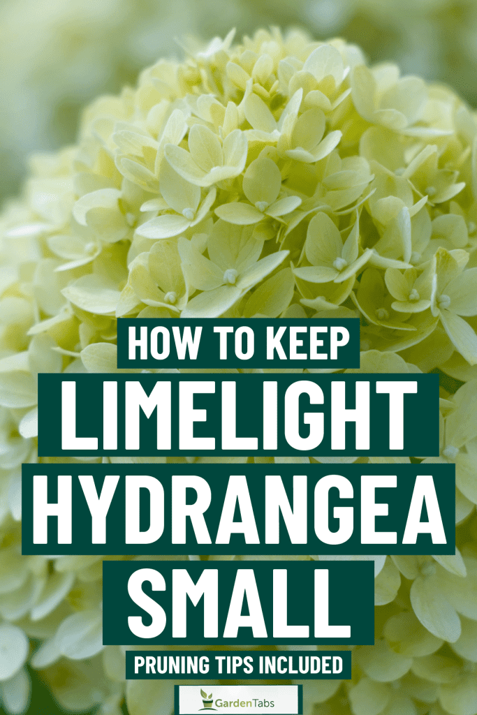 How To Keep Limelight Hydrangea Small [Pruning Tips Included]