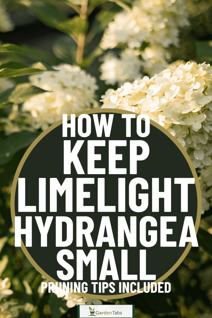 How To Keep Limelight Hydrangea Small [Pruning Tips Included]