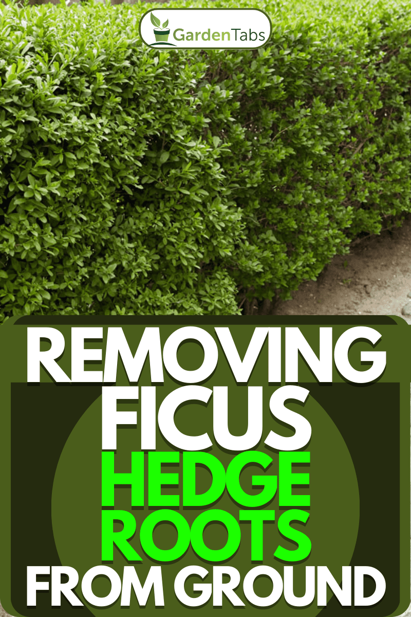 How To Remove Ficus Hedge Roots From Ground