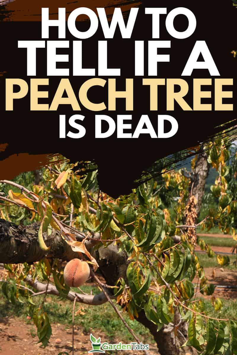 A sick peach tree at a orchard in the Blue Ridge mountain region of Virginia, How To Tell If A Peach Tree Is Dead