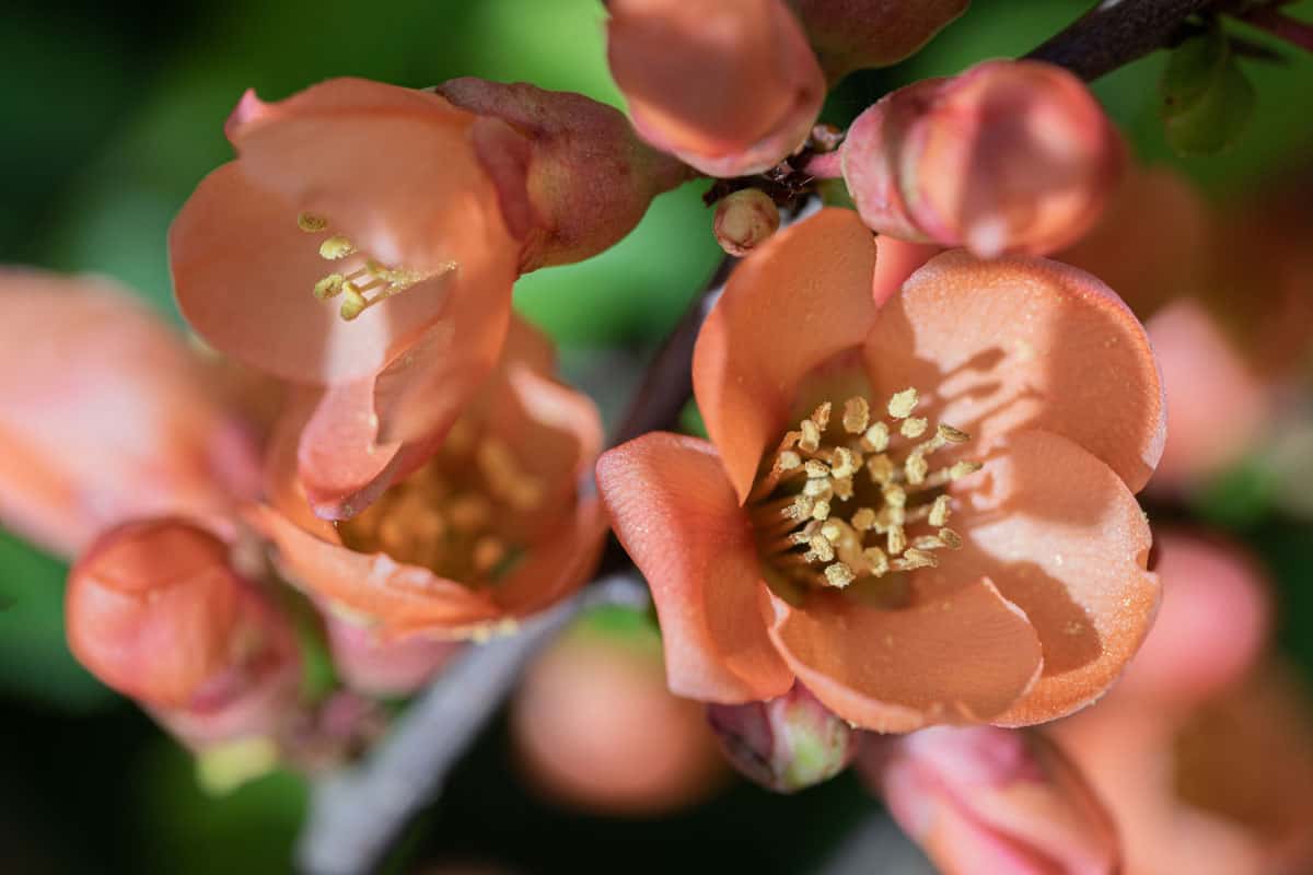 Japanese quince flowers in close-up. Blooming Japanese quince, orange flowers on the plant. 