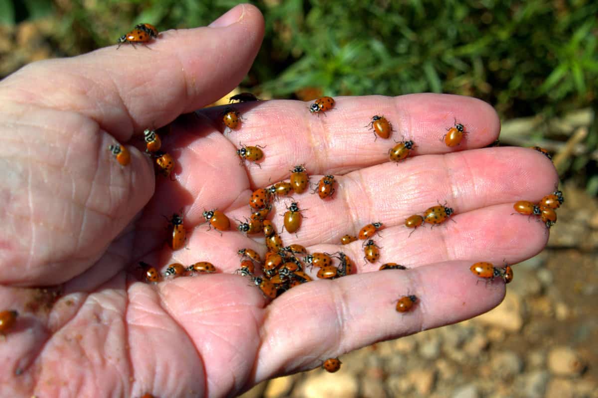 Ladybugs in hand