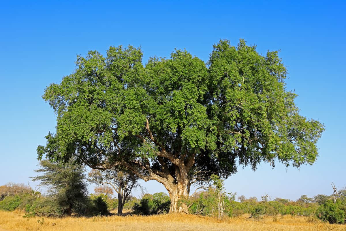 Large African sycamore fig tree