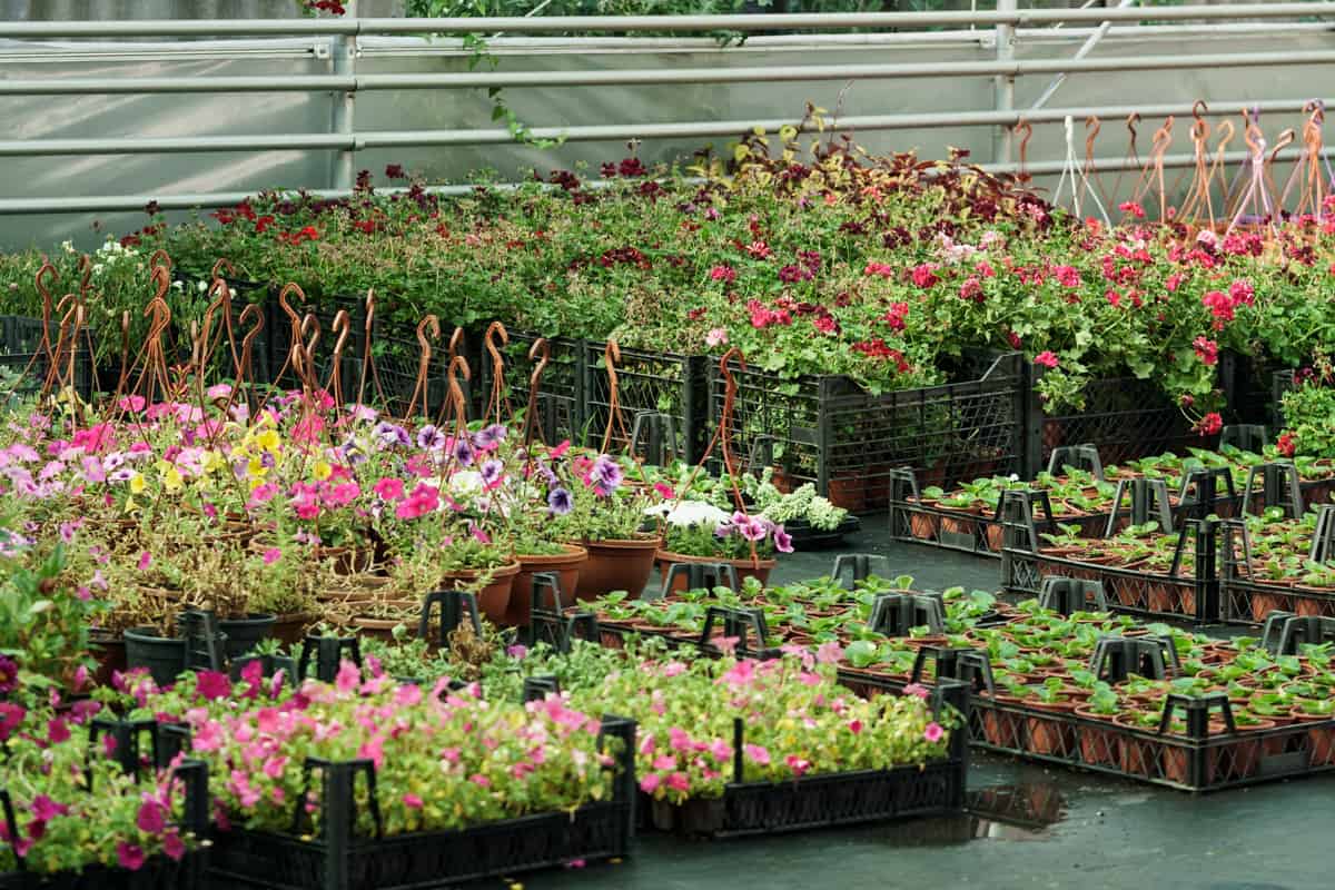 Large nursery garden with big assortment of flower ornamental plants growing in pots and plastic boxes
