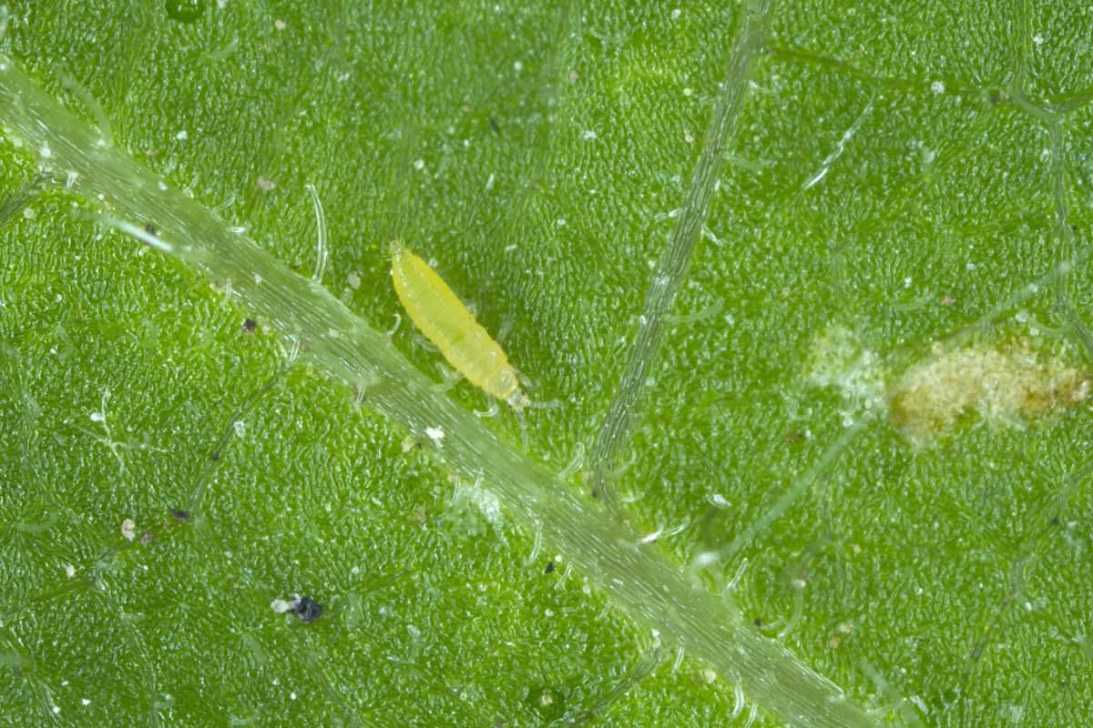 Larva of the western flower thrips (Frankliniella occidentalis) and damage caused by it pest on the bean leaf