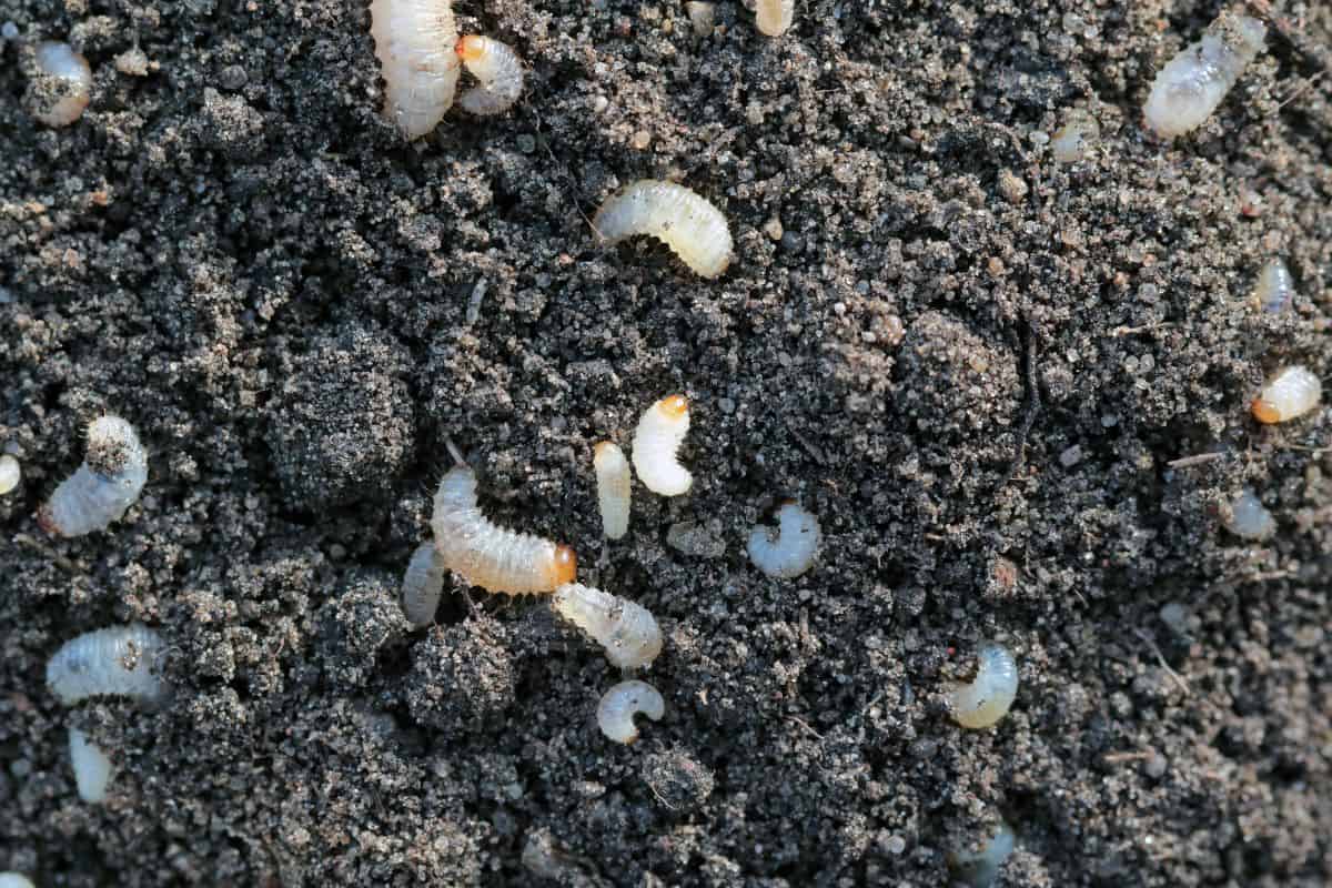Larvae of Otiorhynchus (sometimes Otiorrhynchus) on soil. Many of them e.i. black vine weevil (O. sulcatus) or strawberry root weevil (O. ovatus) are important pest of plants.