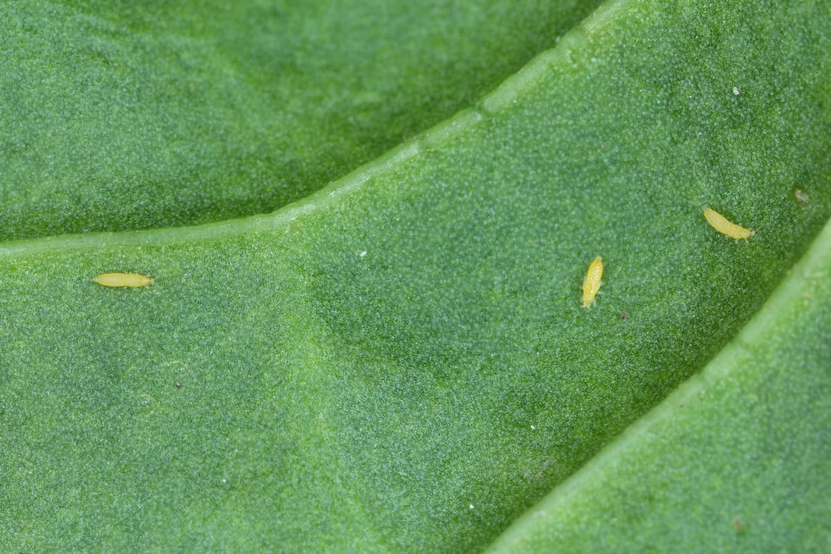 Larvae of tiny thrips on the underside of the leaves