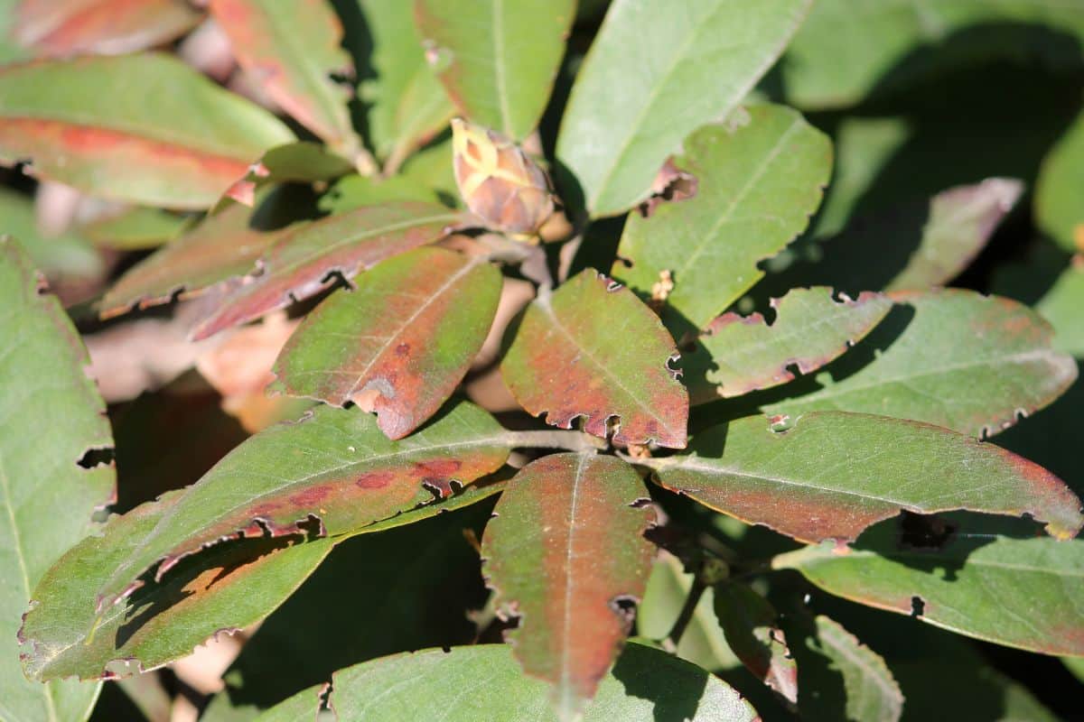 Leaves of rhododendron damaged by vine weevil or Otiorrhynchus sulcatus
