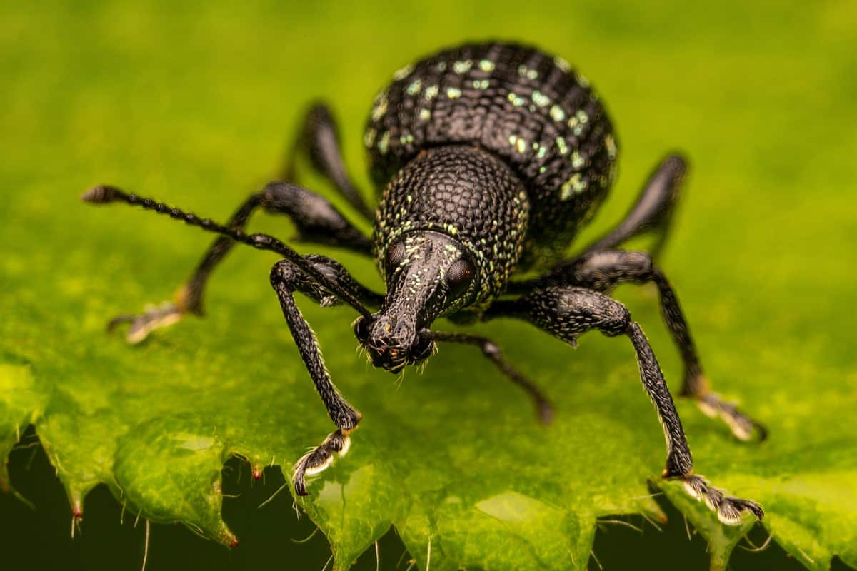 Macrophotography of a Black Vine Weevil (Otiorhyncus sulcatus) with green and black background. 