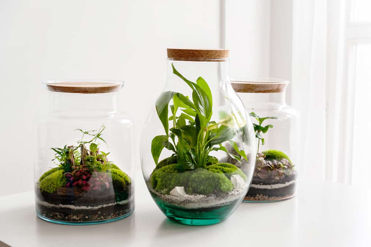 Mason jars with a miniature garden landscaping using moss, rocks, and other plants