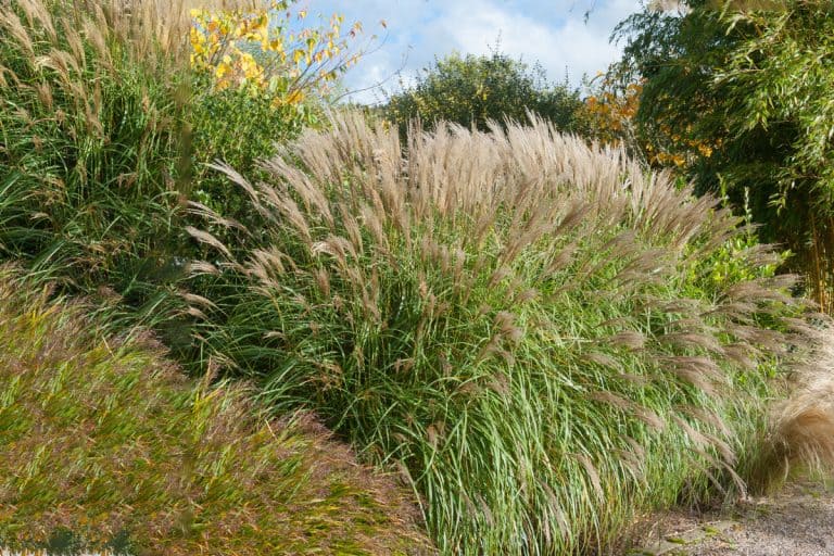 Miscanthus sinensis 'Yakushima' in a Country Cottage Garden, Winter Care For Maiden Grass [How-To Guide]